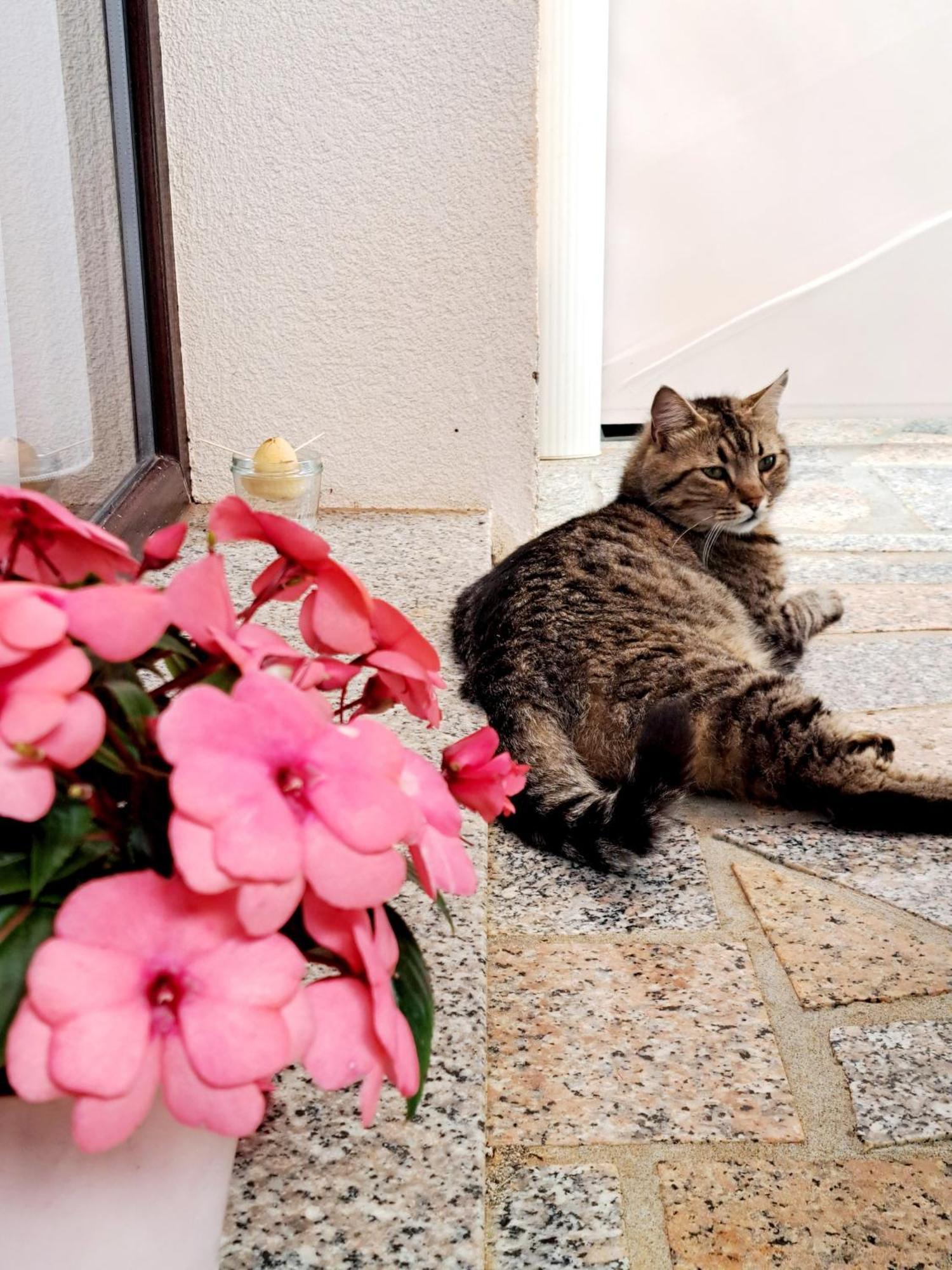 Morje Apartament Umag